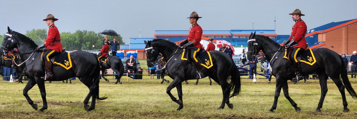 Under grey and rainy skies, three RCMP Musical Ride members sit mounted on black horses. The horses trot through a muddy field. Spectators holding umbrellas are sitting on bleachers in the distance. 