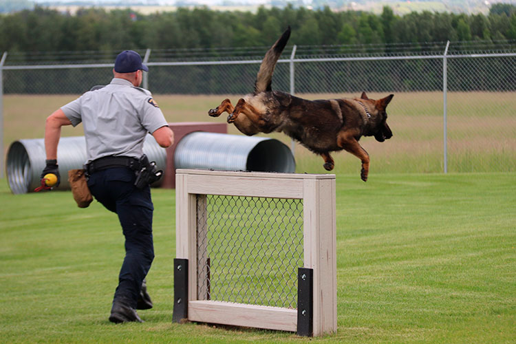 A German Shepherd leaps over a 1-metre-tall barricade. The dog handler runs alongside.