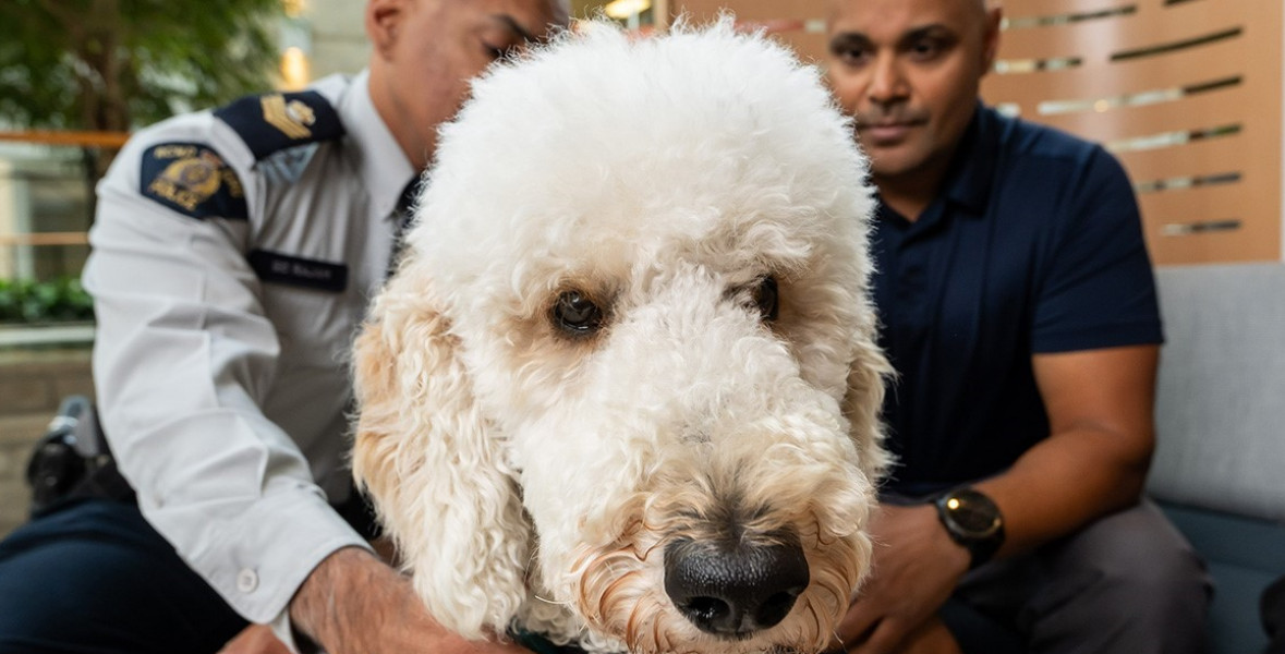 A portrait of a white poodle in a service vest. Two men, one in RCMP uniform and the other in civilian clothes, sit in the background.