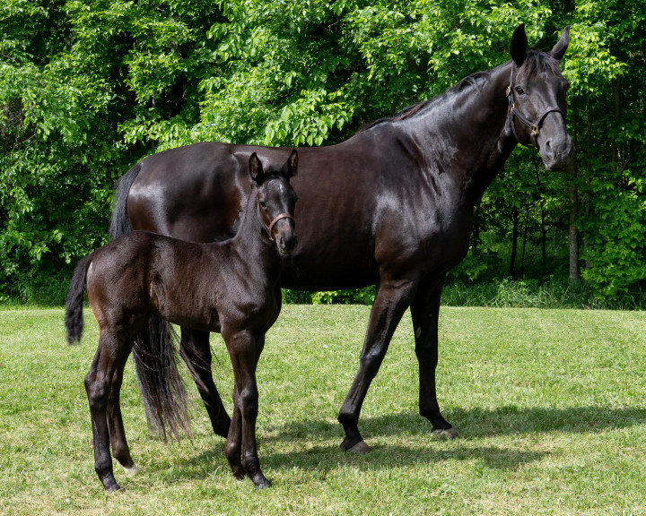 A mare and her foal