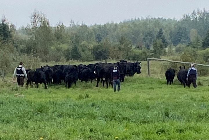 Herd of cows