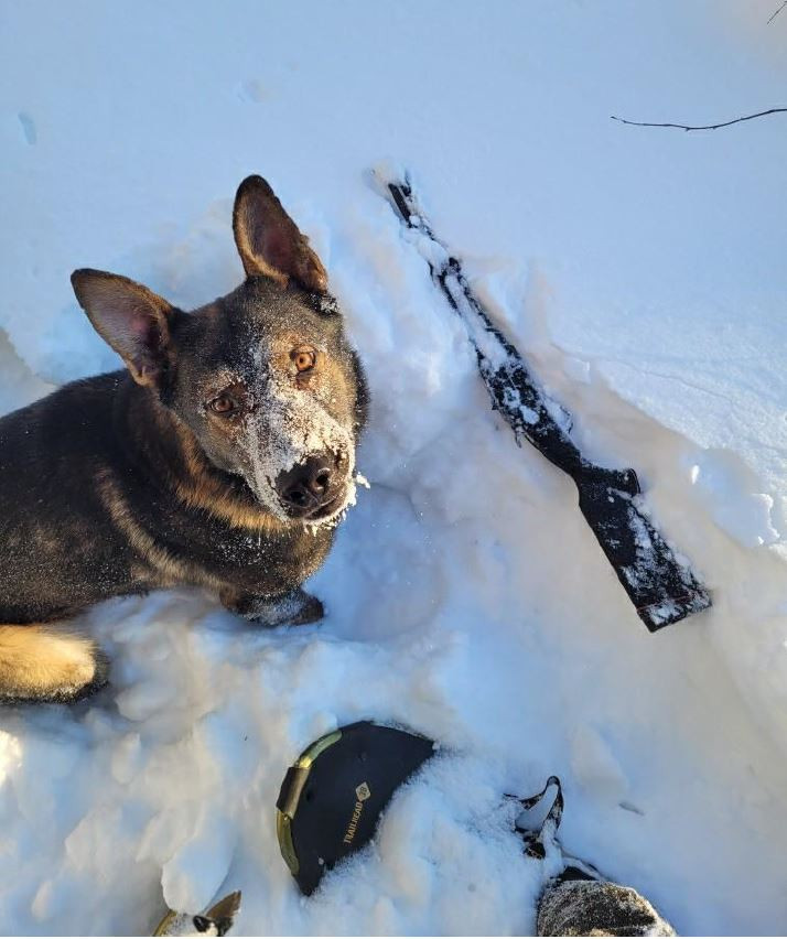 Police Service Dog Linkin