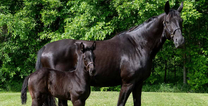 Mare with her foal