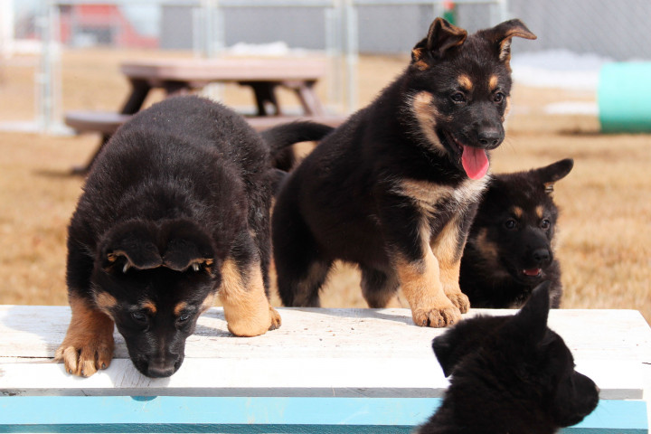 Quatre chiots bergers allemands sur une table.