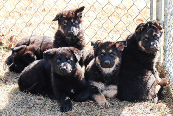 Cinq chiots bergers allemands dans une pile.