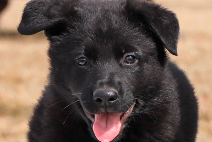 Un chiot berger allemand avec la langue sortie.