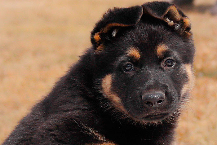 Un chiot berger allemand avec les oreilles repliées.