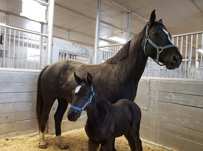 A black horse stands with her foal in their stall.