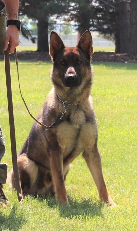 Police Service Dog Nykko