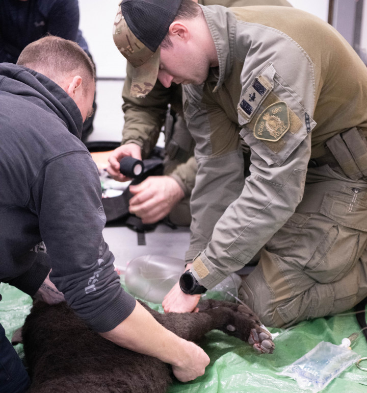 Deux agents masculins de la GRC en uniforme effectuant un scénario de premiers secours sur un chien factice. 