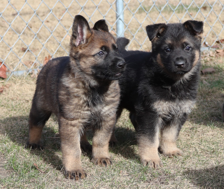 Deux chiots bergers allemands sur le gazon. L'un est sable, l'autre est noir et feu.