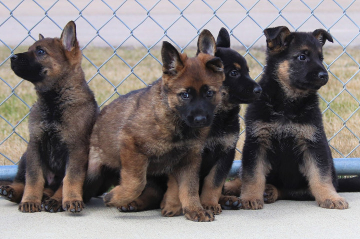 Un groupe de quatre chiots bergers allemands contre une clôture. Deux sont noir et feu et deux sont sable. 