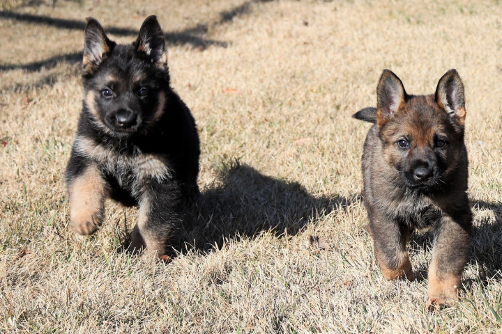 Deux chiots bergers allemands sur le gazon. L'un est sable, l'autre est noir et feu.