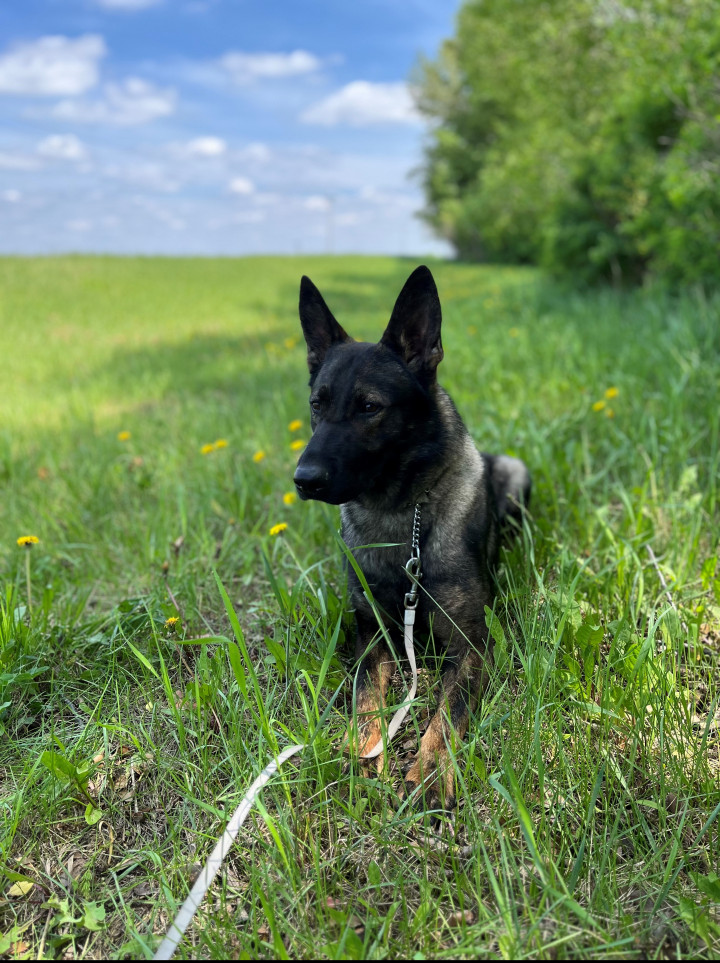 Police Service Dog Phlex