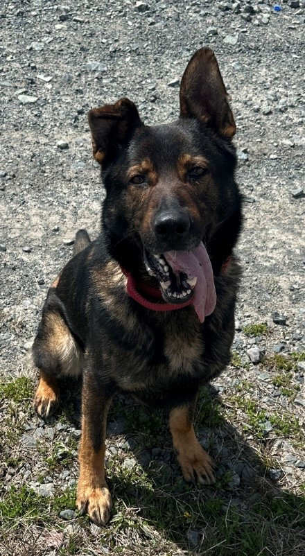 PEI RCMP Police Dog Linkin 