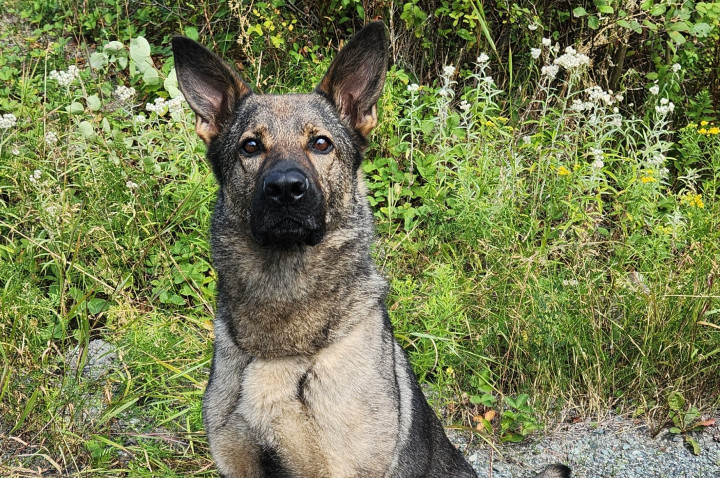 A German Shepherd dog sits near some trees and grass.