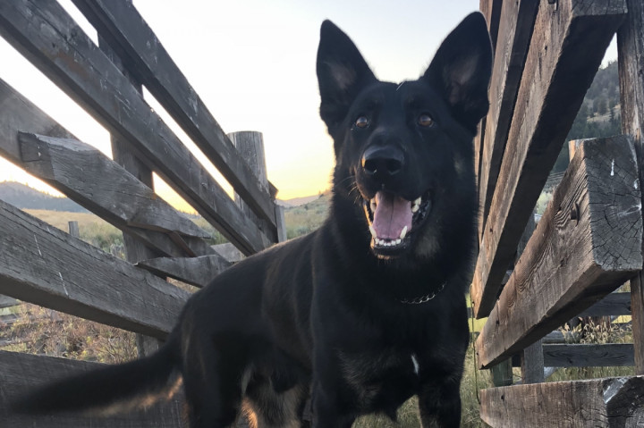 Le chien policier Marook 